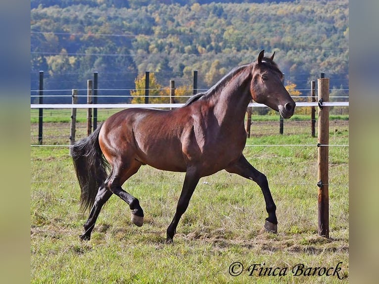 Andaluces Caballo castrado 5 años 156 cm Morcillo in Wiebelsheim