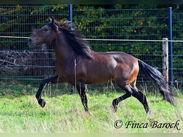 Andaluces Caballo castrado 5 años 156 cm Morcillo in Wiebelsheim