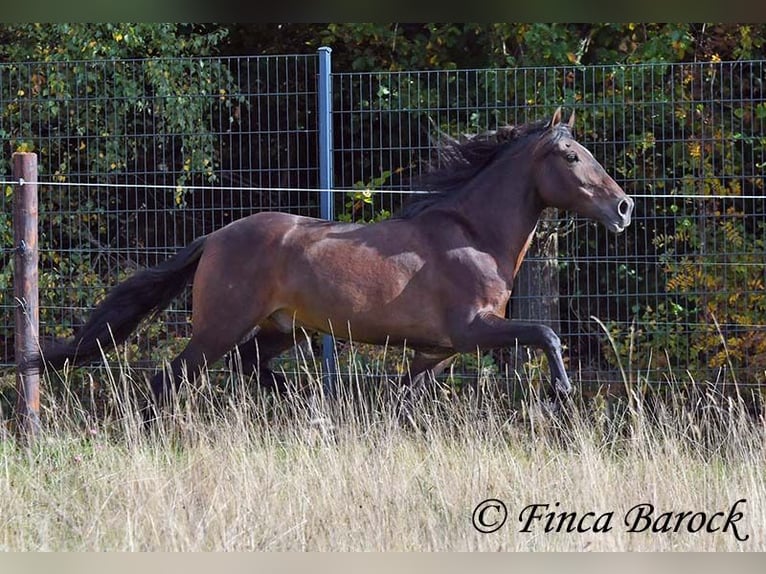 Andaluces Caballo castrado 5 años 156 cm Morcillo in Wiebelsheim