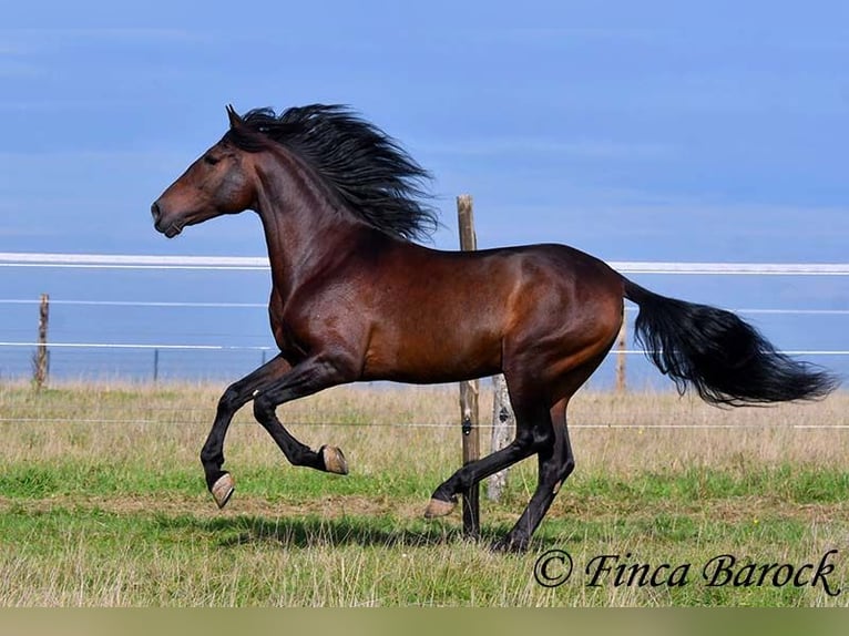 Andaluces Caballo castrado 5 años 156 cm Morcillo in Wiebelsheim