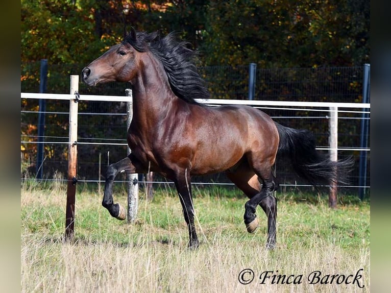 Andaluces Caballo castrado 5 años 156 cm Morcillo in Wiebelsheim