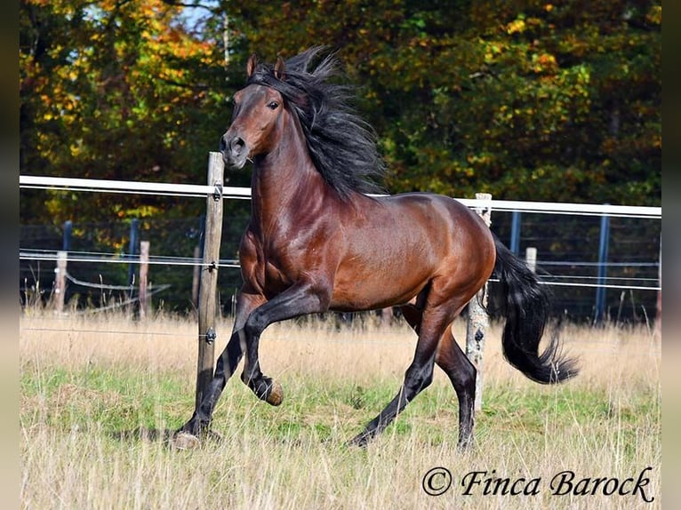 Andaluces Caballo castrado 5 años 156 cm Morcillo in Wiebelsheim