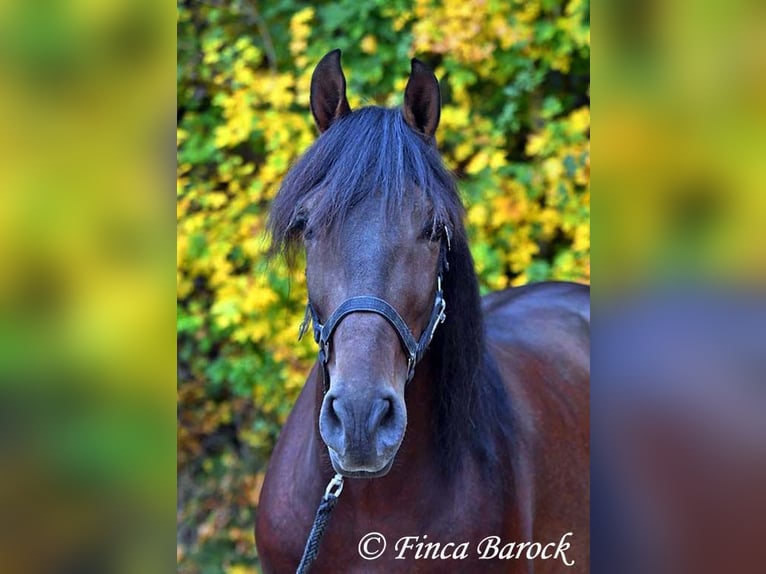 Andaluces Caballo castrado 5 años 156 cm Morcillo in Wiebelsheim