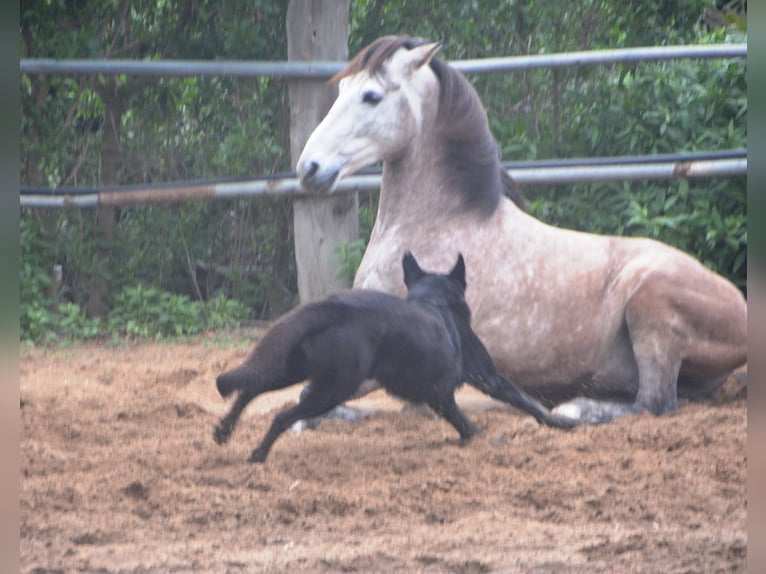 Andaluces Caballo castrado 5 años 156 cm Tordillo negro in Vejer de la Frontera