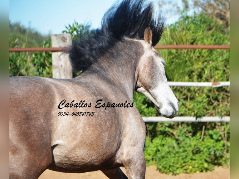 Andaluces Caballo castrado 5 años 156 cm Tordillo negro in Vejer de la Frontera