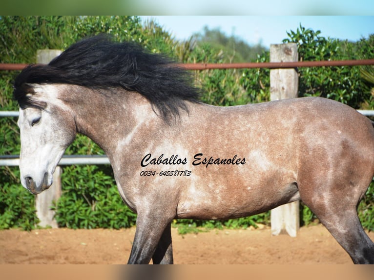 Andaluces Caballo castrado 5 años 156 cm Tordillo negro in Vejer de la Frontera