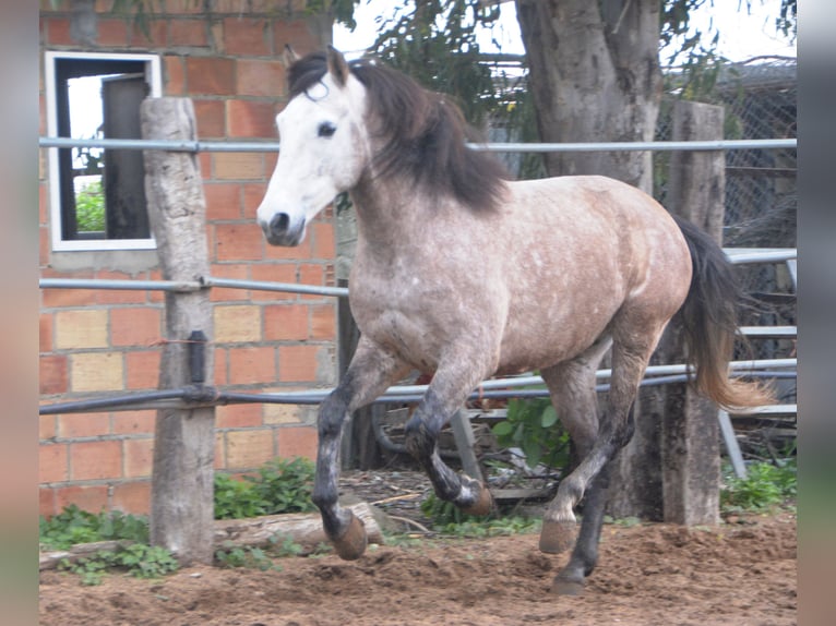 Andaluces Caballo castrado 5 años 156 cm Tordillo negro in Vejer de la Frontera