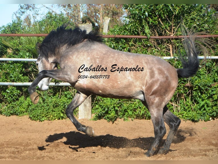 Andaluces Caballo castrado 5 años 156 cm Tordillo negro in Vejer de la Frontera