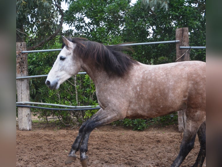 Andaluces Caballo castrado 5 años 156 cm Tordillo negro in Vejer de la Frontera