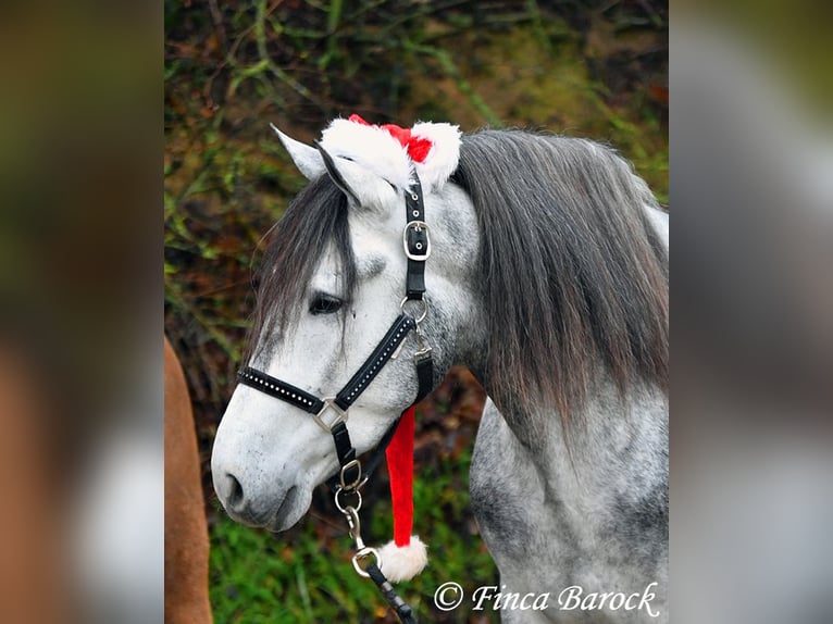 Andaluces Caballo castrado 5 años 156 cm Tordo in Wiebelsheim