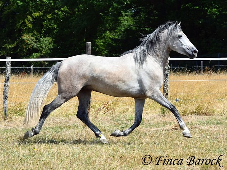 Andaluces Caballo castrado 5 años 156 cm Tordo in Wiebelsheim