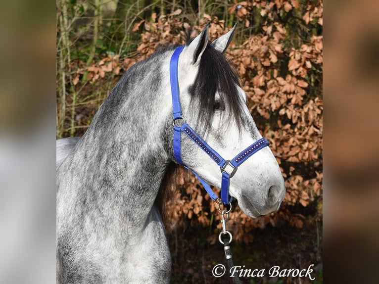 Andaluces Caballo castrado 5 años 156 cm Tordo in Wiebelsheim