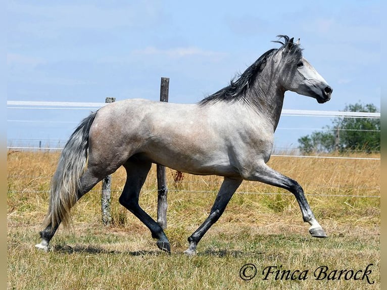 Andaluces Caballo castrado 5 años 156 cm Tordo in Wiebelsheim