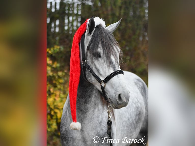 Andaluces Caballo castrado 5 años 156 cm Tordo in Wiebelsheim
