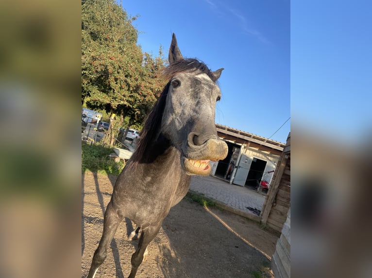 Andaluces Mestizo Caballo castrado 5 años 156 cm Tordo in Doberschütz