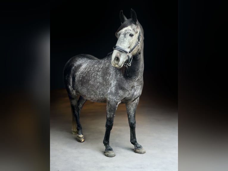 Andaluces Mestizo Caballo castrado 5 años 156 cm Tordo in Doberschütz