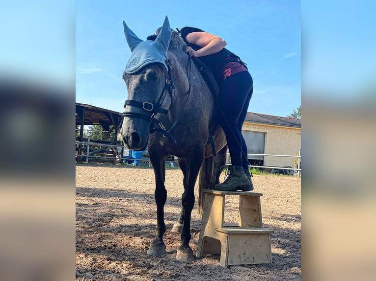 Andaluces Mestizo Caballo castrado 5 años 156 cm Tordo in Doberschütz