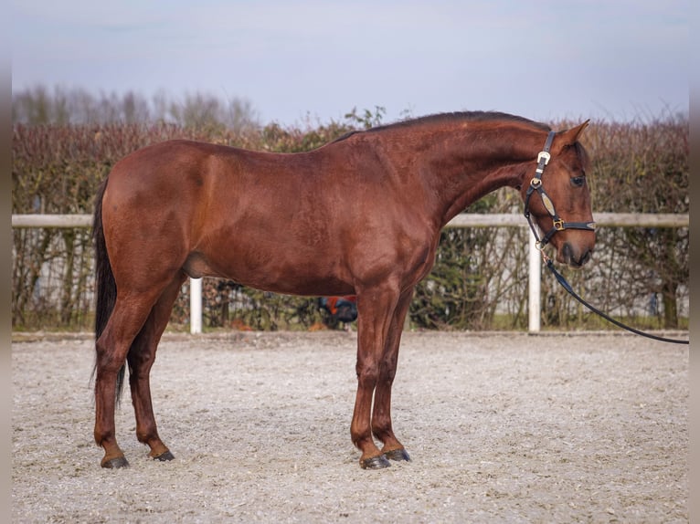 Andaluces Caballo castrado 5 años 157 cm Alazán-tostado in Neustadt (Wied)