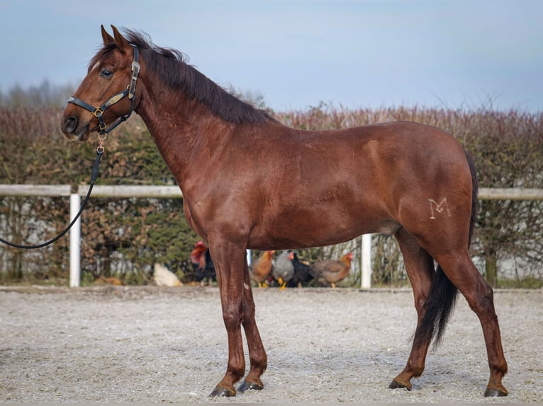 Andaluces Caballo castrado 5 años 157 cm Alazán-tostado in Neustadt (Wied)