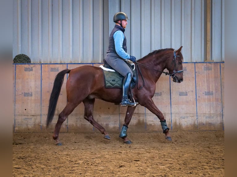 Andaluces Caballo castrado 5 años 157 cm Alazán-tostado in Neustadt (Wied)