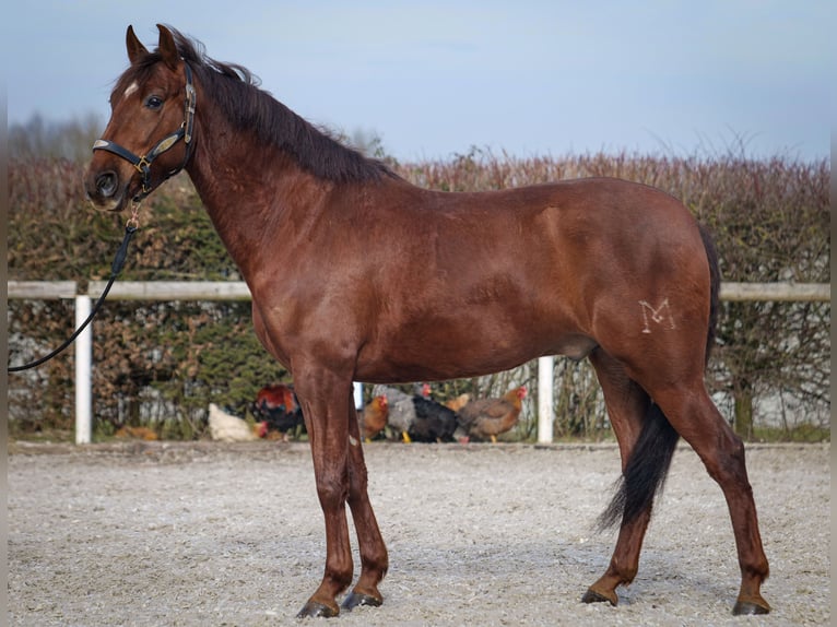 Andaluces Caballo castrado 5 años 157 cm Alazán-tostado in Neustadt (Wied)