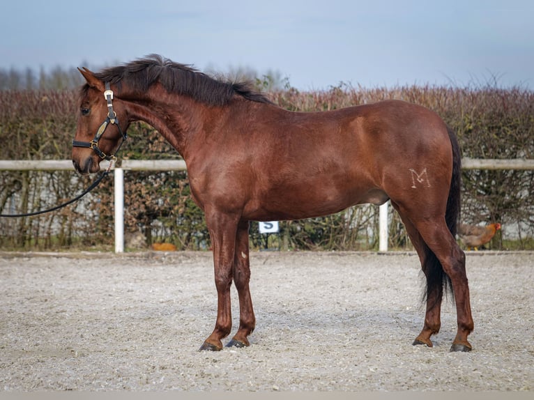 Andaluces Caballo castrado 5 años 157 cm Alazán-tostado in Neustadt (Wied)