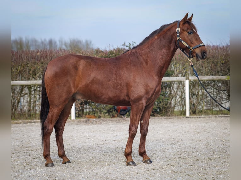 Andaluces Caballo castrado 5 años 157 cm Alazán-tostado in Neustadt (Wied)