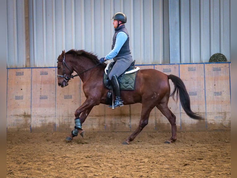 Andaluces Caballo castrado 5 años 157 cm Alazán-tostado in Neustadt (Wied)