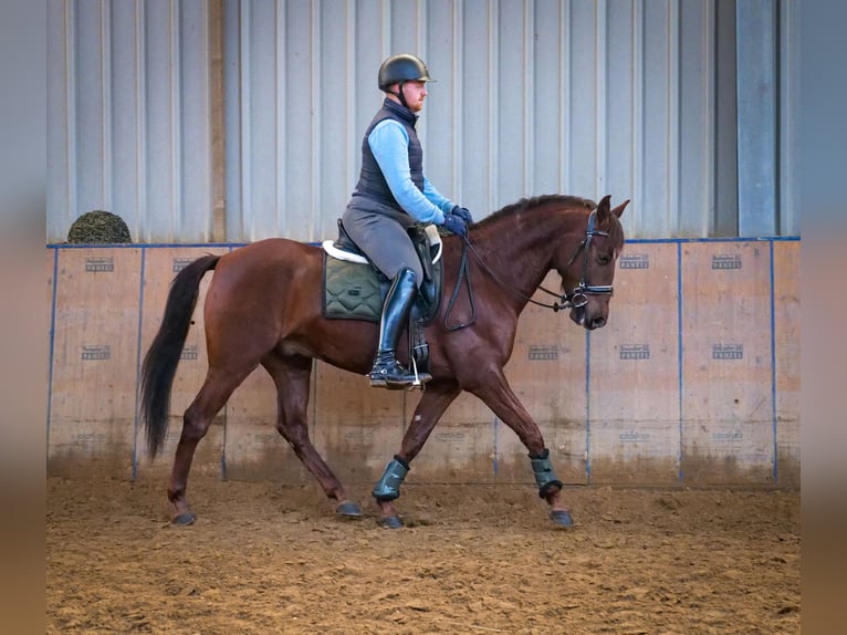 Andaluces Caballo castrado 5 años 157 cm Alazán-tostado in Neustadt (Wied)