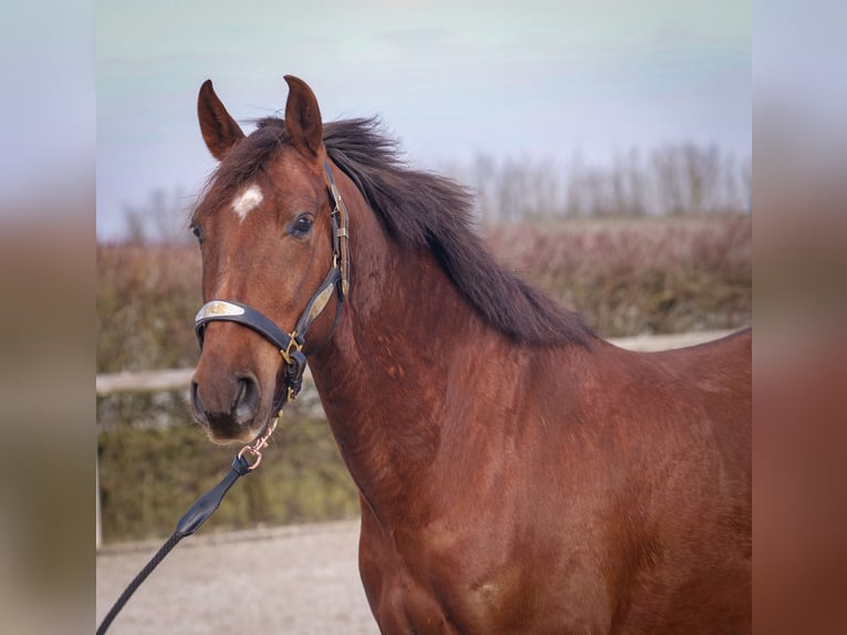 Andaluces Caballo castrado 5 años 157 cm Alazán-tostado in Neustadt (Wied)