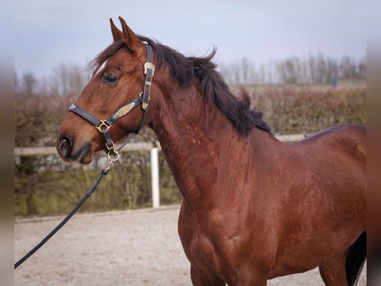 Andaluces Caballo castrado 5 años 157 cm Alazán-tostado in Neustadt (Wied)