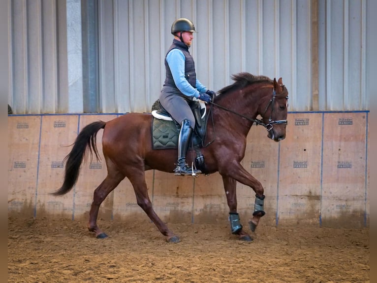 Andaluces Caballo castrado 5 años 157 cm Alazán-tostado in Neustadt (Wied)