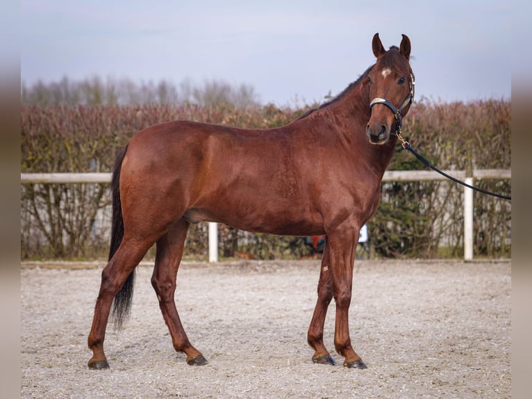 Andaluces Caballo castrado 5 años 157 cm Alazán-tostado in Neustadt (Wied)