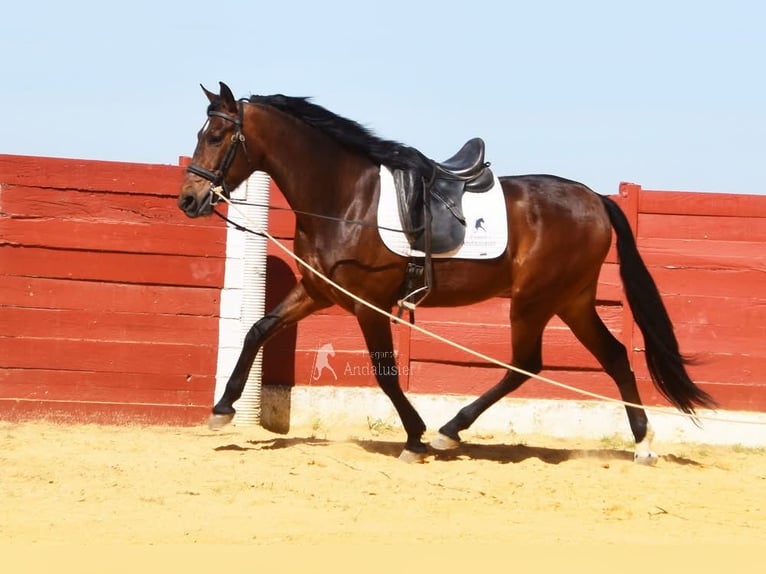 Andaluces Caballo castrado 5 años 157 cm Castaño in Provinz Cordoba