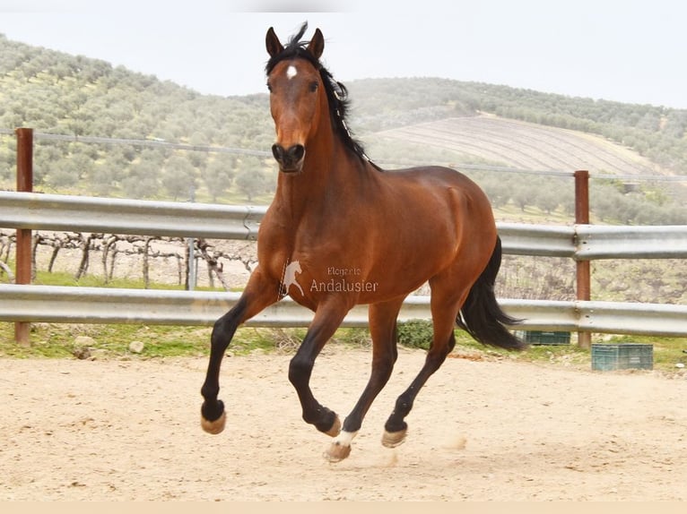 Andaluces Caballo castrado 5 años 157 cm Castaño in Provinz Cordoba