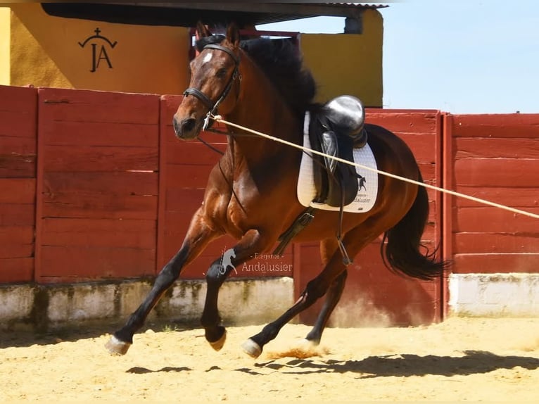 Andaluces Caballo castrado 5 años 157 cm Castaño in Provinz Cordoba