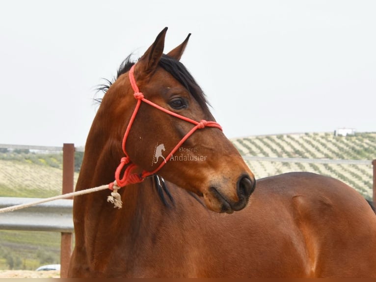Andaluces Caballo castrado 5 años 157 cm Castaño in Provinz Cordoba