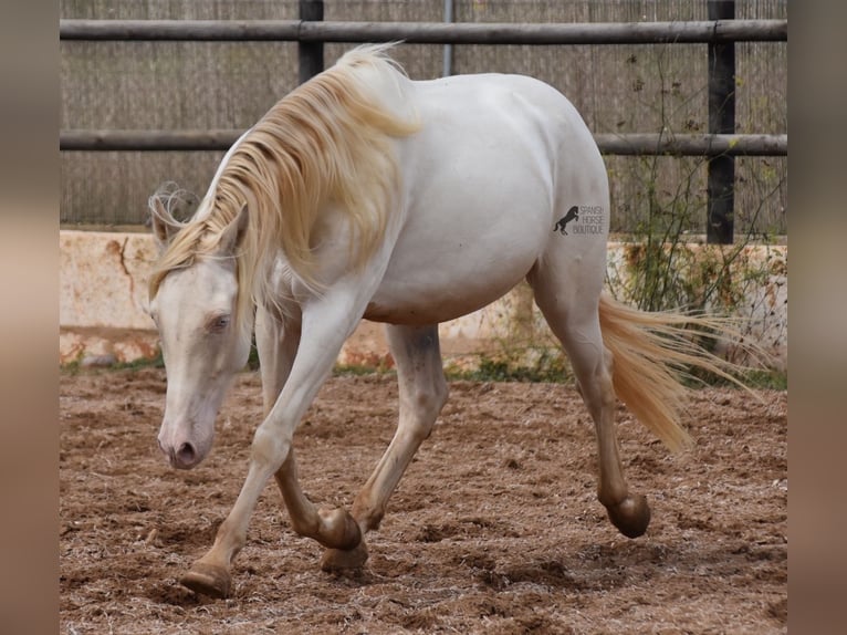 Andaluces Caballo castrado 5 años 157 cm Cremello in Mallorca