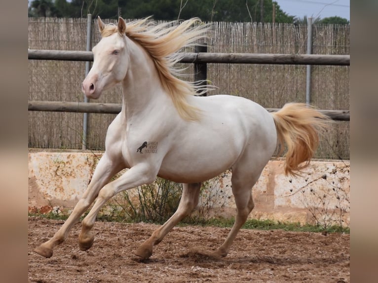 Andaluces Caballo castrado 5 años 157 cm Cremello in Mallorca