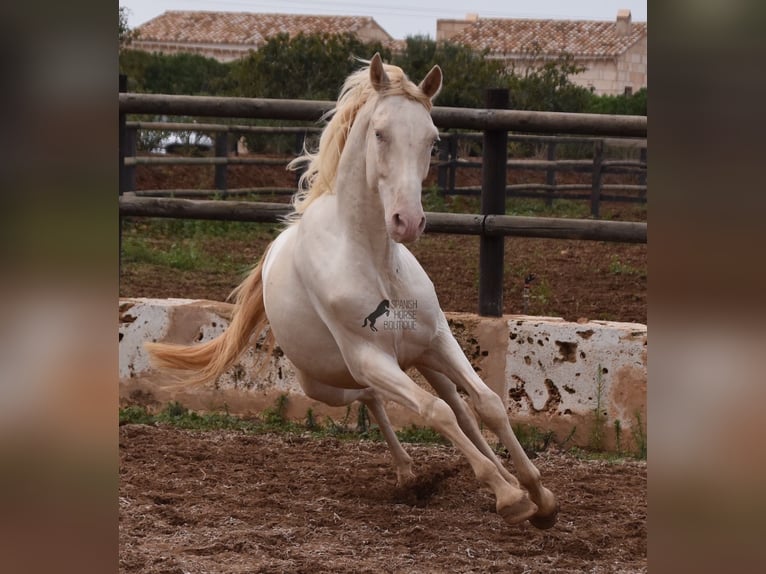 Andaluces Caballo castrado 5 años 157 cm Cremello in Mallorca