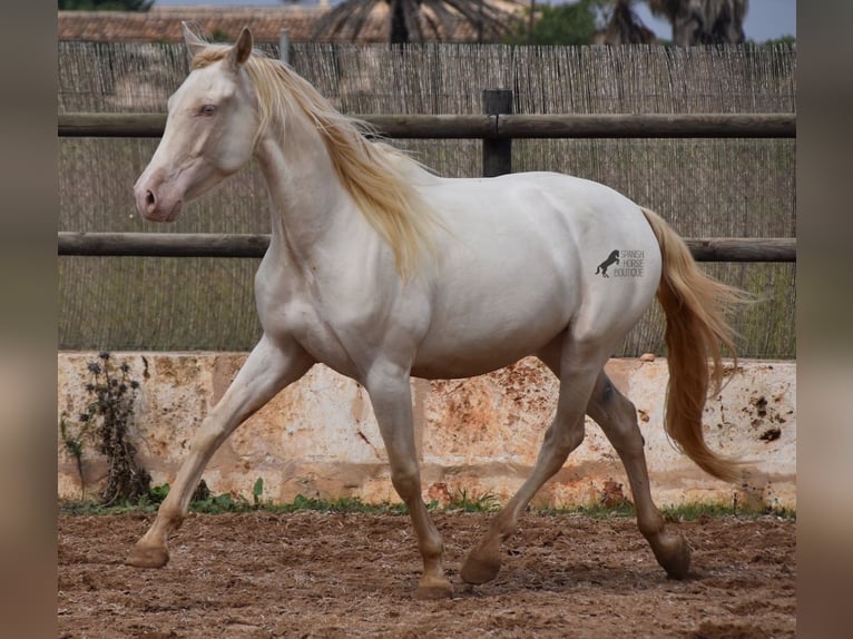 Andaluces Caballo castrado 5 años 157 cm Cremello in Mallorca