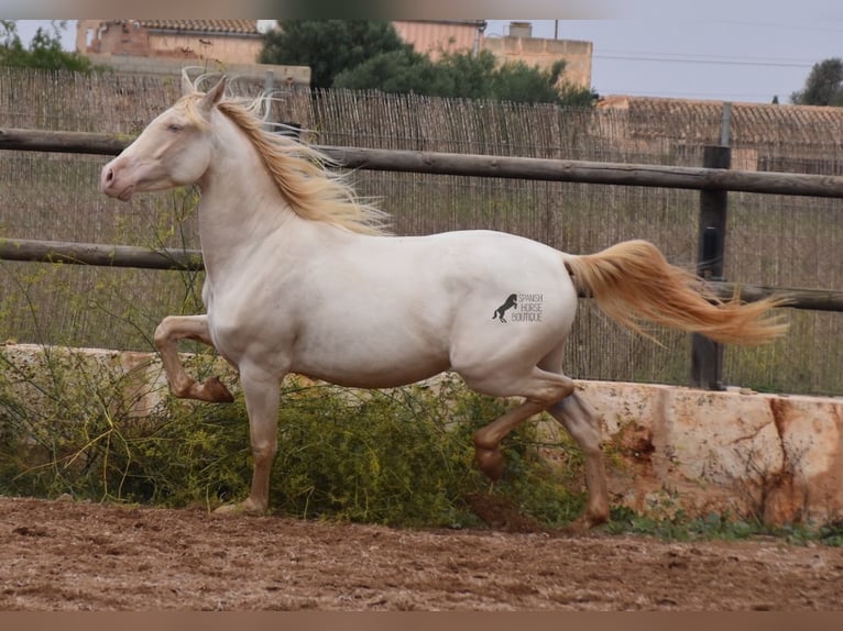 Andaluces Caballo castrado 5 años 157 cm Cremello in Mallorca