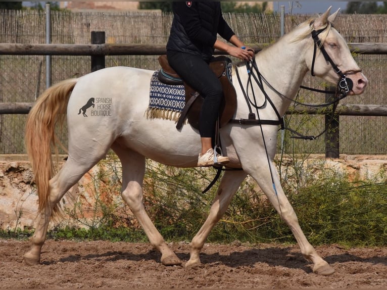 Andaluces Caballo castrado 5 años 157 cm Cremello in Mallorca