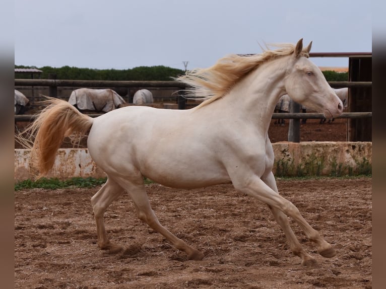 Andaluces Caballo castrado 5 años 157 cm Cremello in Mallorca