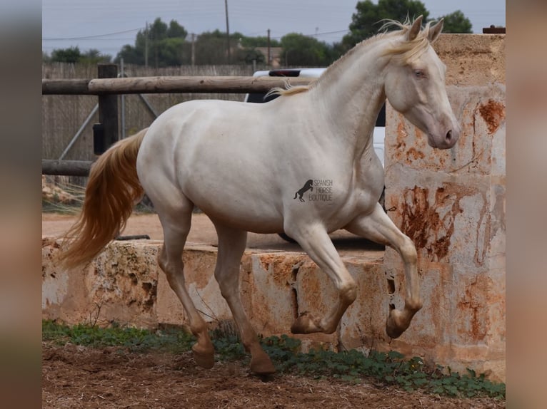 Andaluces Caballo castrado 5 años 157 cm Cremello in Mallorca