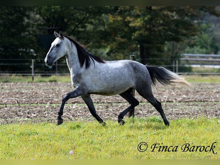 Andaluces Caballo castrado 5 años 157 cm Tordo in Wiebelsheim