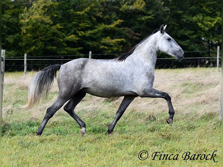 Andaluces Caballo castrado 5 años 157 cm Tordo in Wiebelsheim