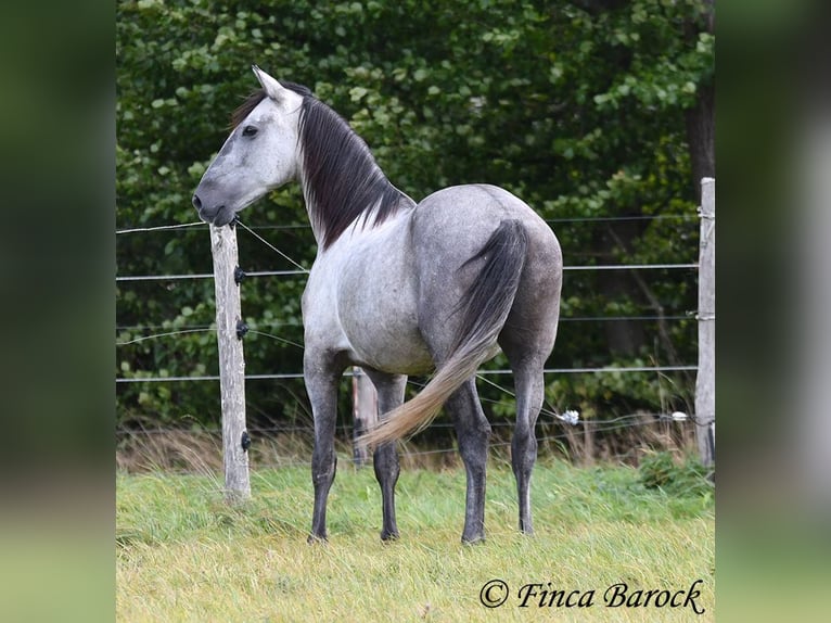 Andaluces Caballo castrado 5 años 157 cm Tordo in Wiebelsheim