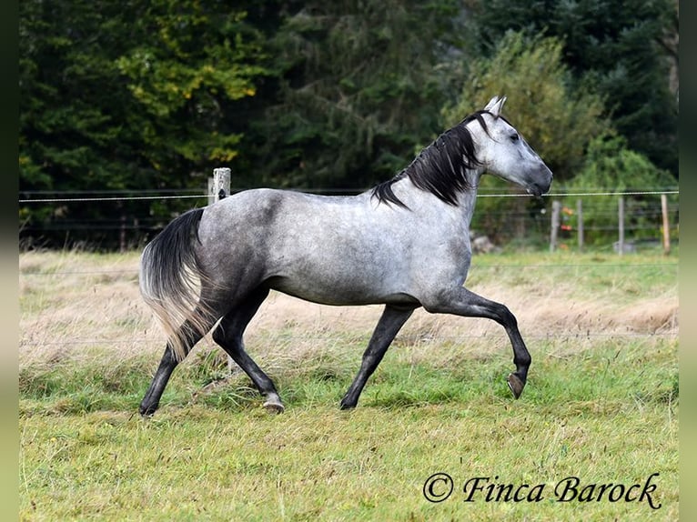 Andaluces Caballo castrado 5 años 157 cm Tordo in Wiebelsheim