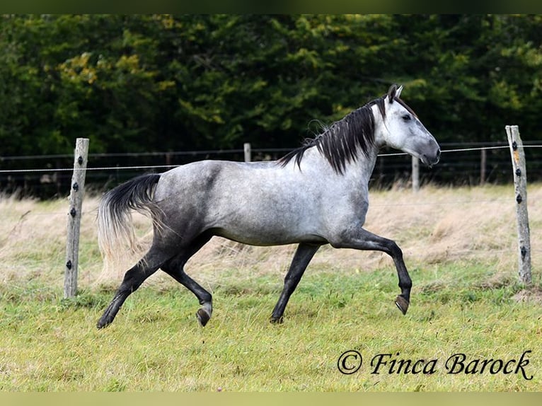 Andaluces Caballo castrado 5 años 157 cm Tordo in Wiebelsheim